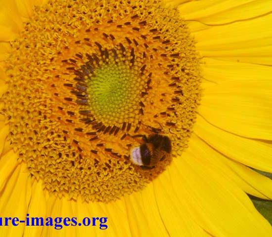 Sun Flower with Bumble Bee