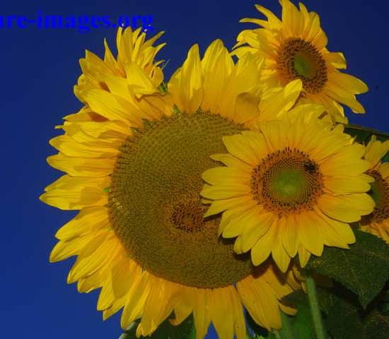 Sun Flowers image taken in Chiriqui Panama