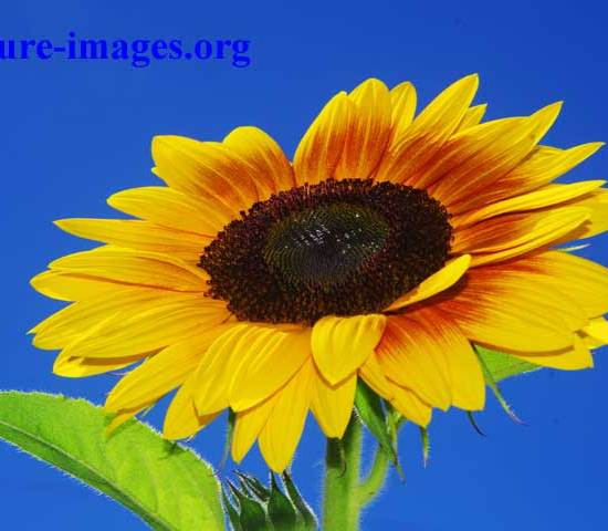 Beautiful Sunflower image taken in Switzerland