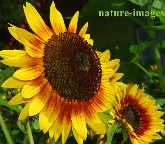 Sun flower photo