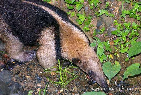 Tamandua is a genus of anteaters