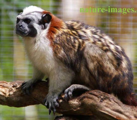 Panamanian, red-crested or rufous-naped tamarin