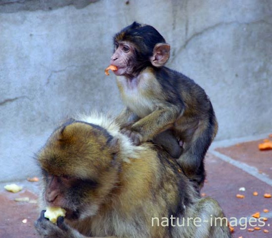 Barbary macaque with baby in Gibraltar