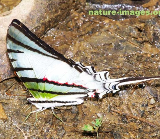 White Swallowtail Butterfly Panama