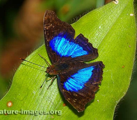 Blue Metal Mark Butterfly