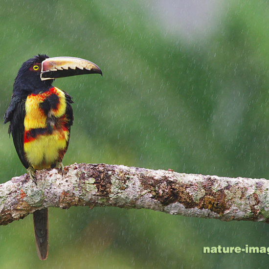 Collared aracari in the rain