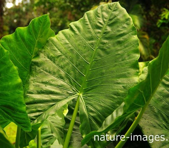 Alocasia - Elerphant Ear Leaf