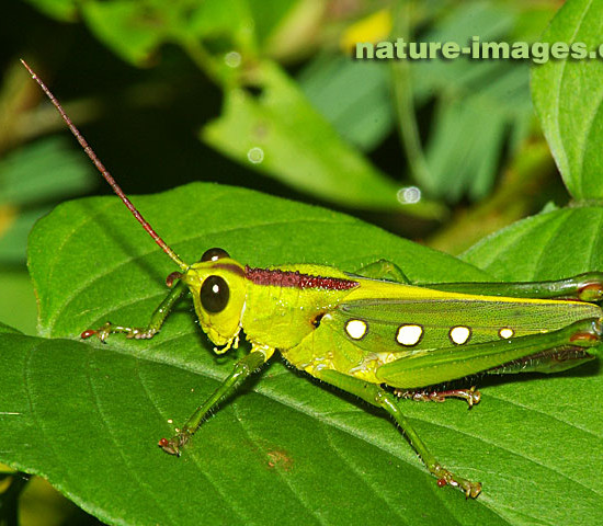 Green dotted Grasshopper photo taken in Panama