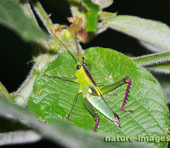 Green Grasshopper photo taken in Panama