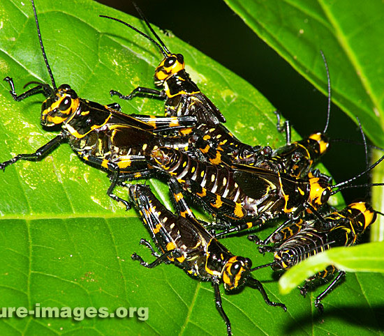 Zebra Grasshoppers photo taken in Panama