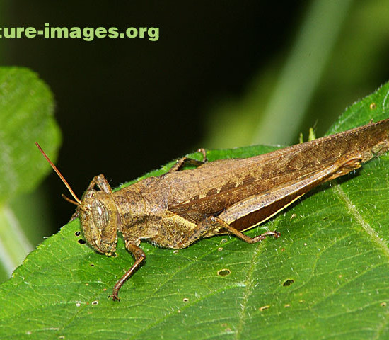 Brown Grasshopper photo taken in Panama
