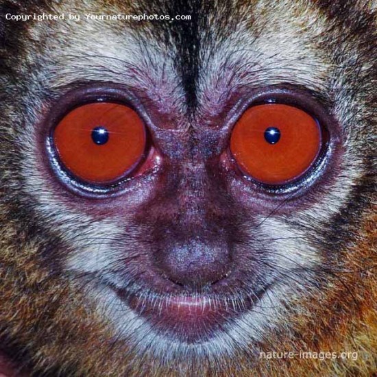 Panamanian night monkey