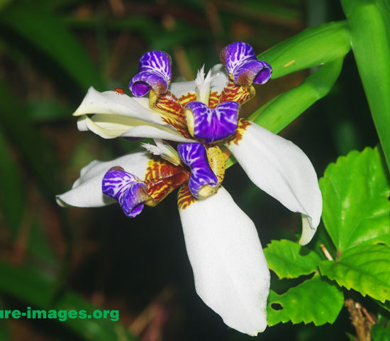 Neomarica northiana, also known as the Walking iris