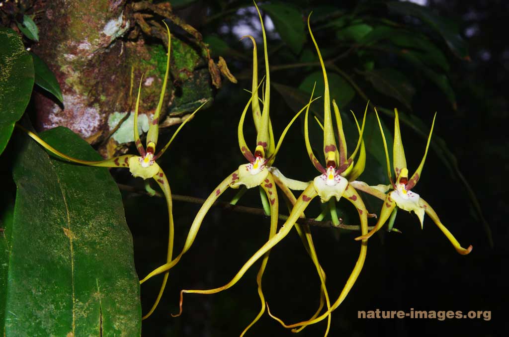 Brassia caudata (spider orchid)