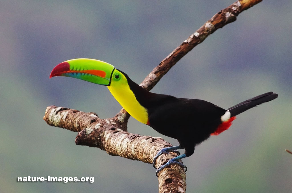 The keel-billed toucan (Ramphastos sulfuratus), also known as sulfur-breasted toucan or rainbow-billed toucan