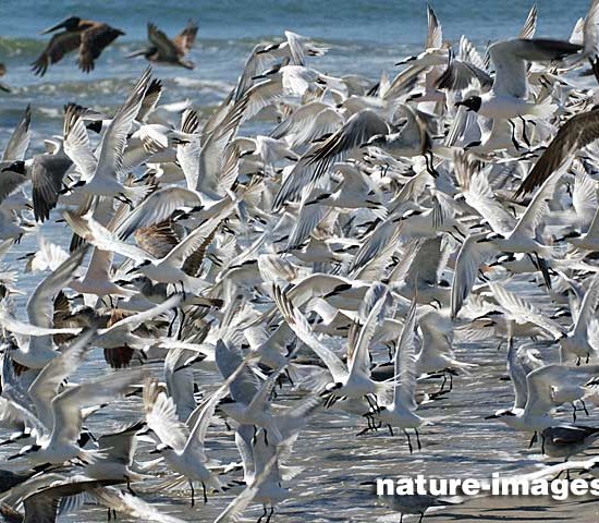 Flocking behavior is the behavior exhibited when a group of birds, called a flock, are foraging or in flight.