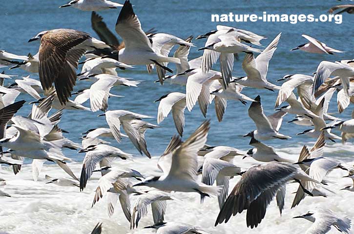 Swarm or flocking of a large group of seabirds