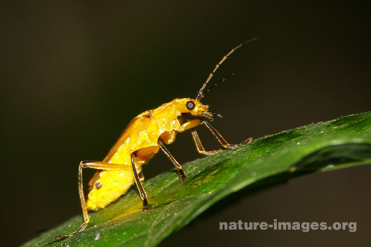 Golden Beetles - images taken in the rain forest of Panama
