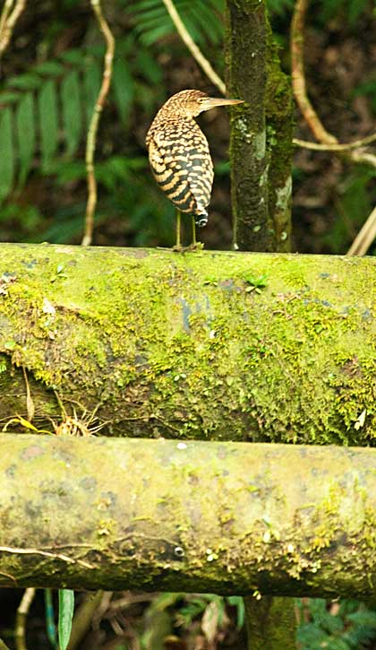 Tiger Heron sitting on the old Pipeline