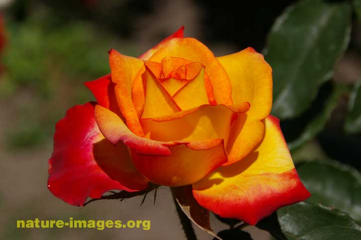 Red Yellow Rose