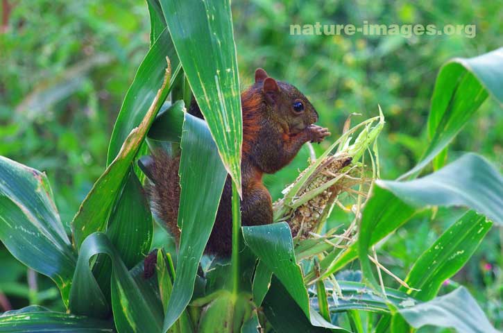Red-tailed squirrel eating corn