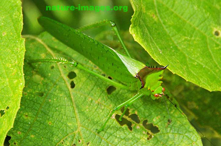 Green katydid or bush cricket