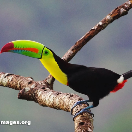 The keel-billed toucan (Ramphastos sulfuratus), also known as sulfur-breasted toucan or rainbow-billed toucan