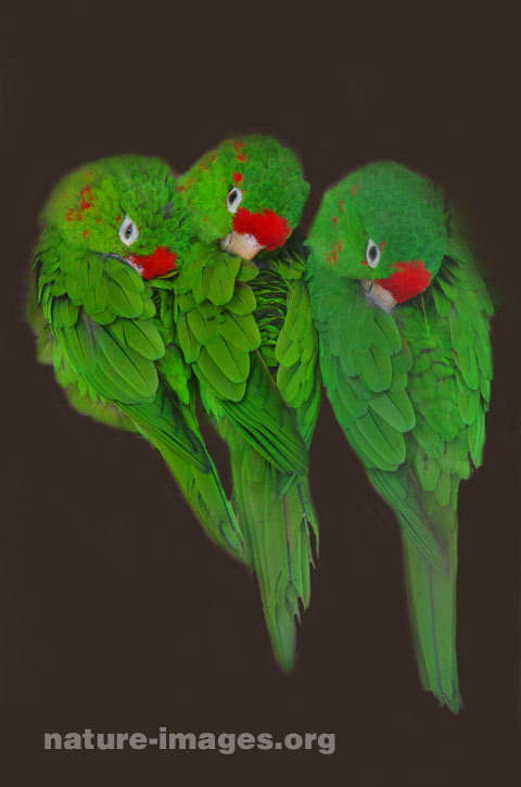 Red Fronted Parrotlet