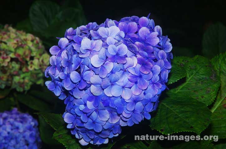 Light blue Hortensia flower (Hydrangea)