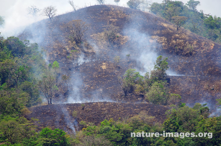 Burned trees and grass to clear land for cattle