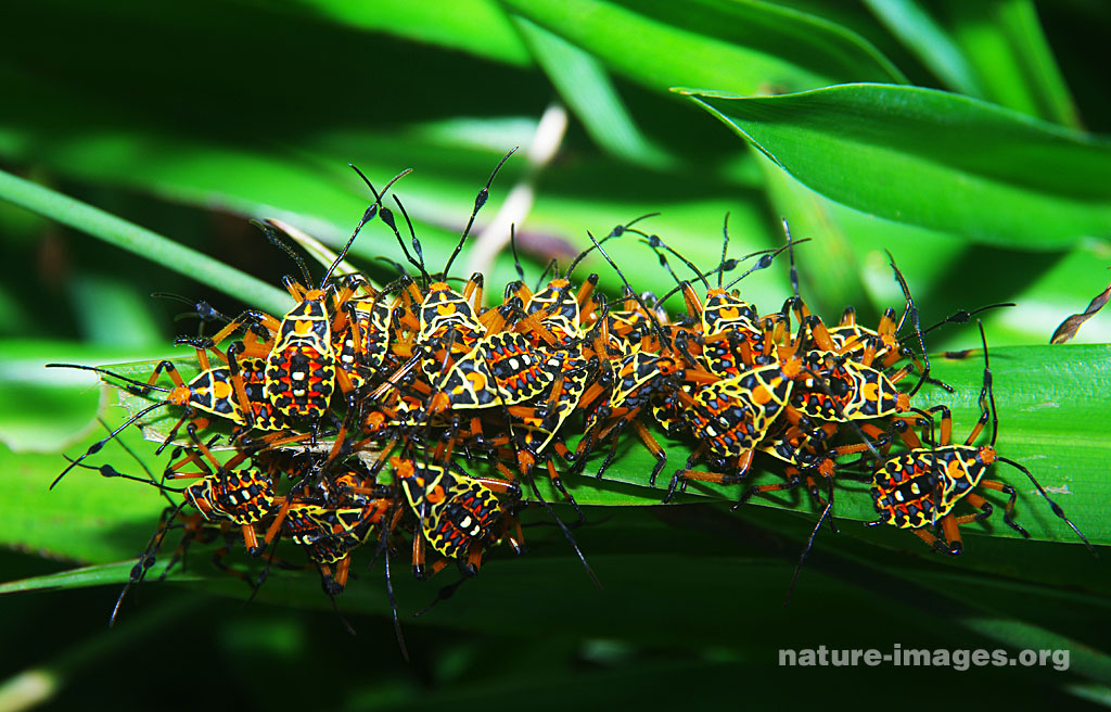 Harlequin Bugs