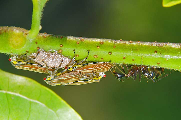 insects with ant