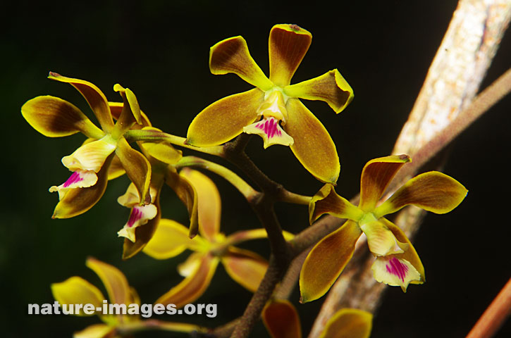Encyclia tampensis or Tampa Butterfly Orchid Image 