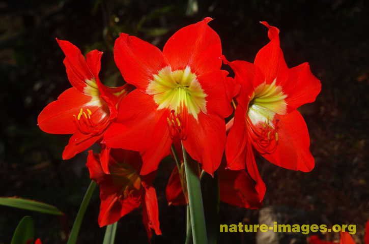 Trio of red lilies 