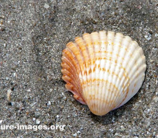 Orange Shell on a beach