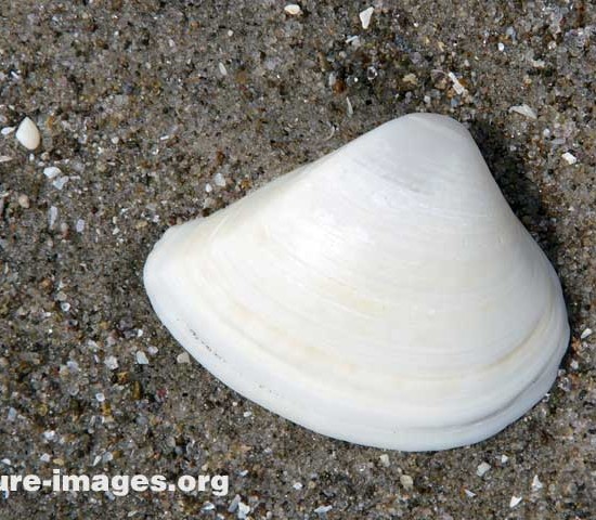 White Sea Shell on a beach