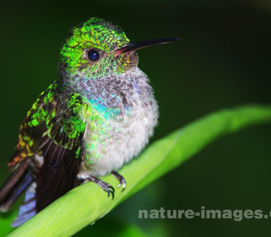 Blue chested hummingbird