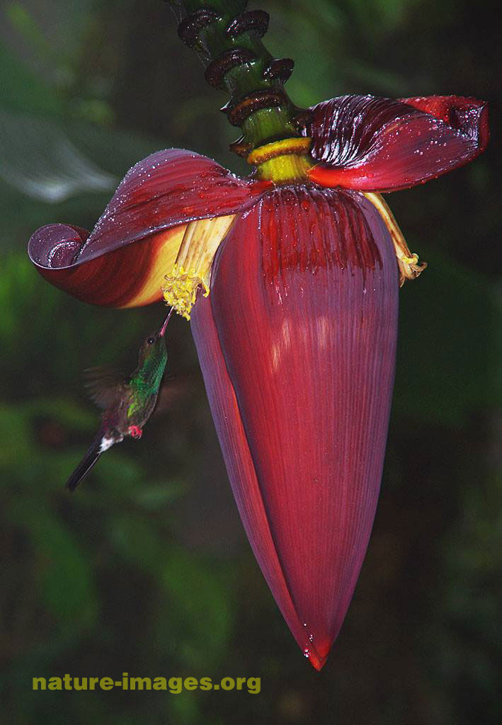Hummingbird on Banana Inflorescence