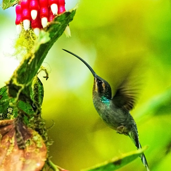 Green Hermit hummingbird image taken in Panama
