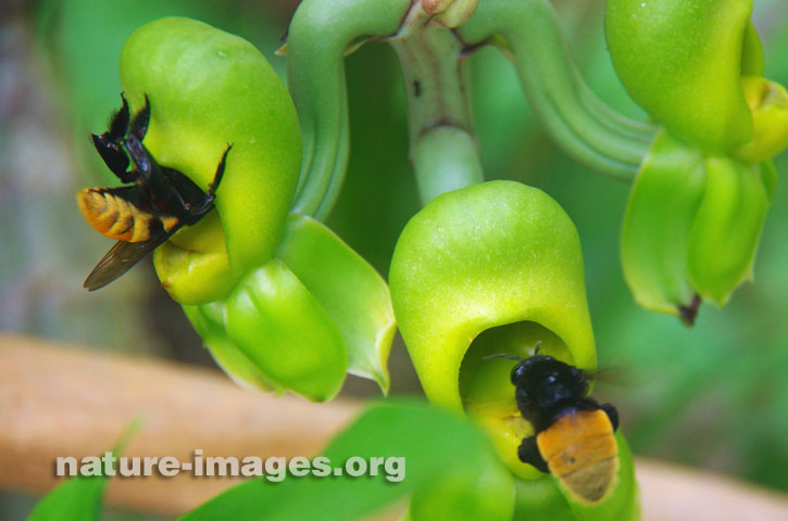 Green Orchids with Bumble Bees