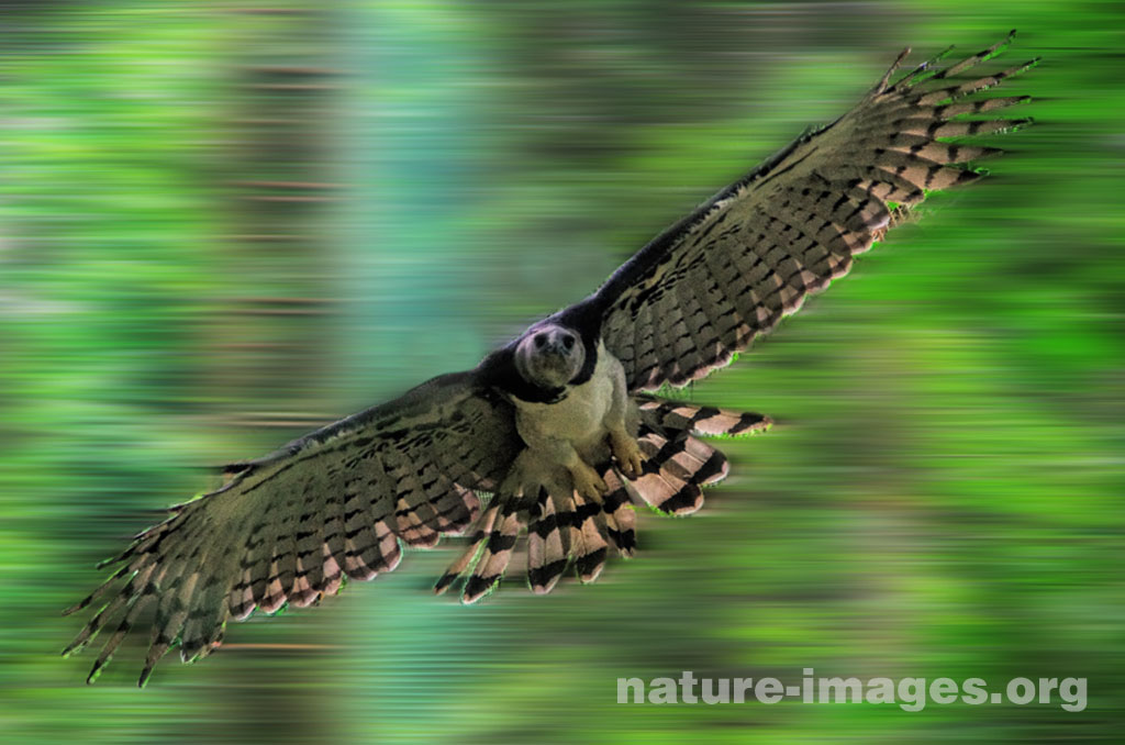 Harpy Eagle Panama In Flight