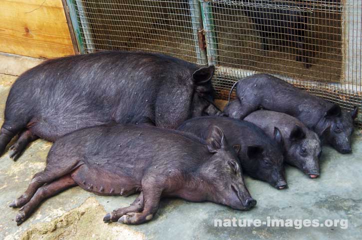 Pot Belly Pigs Sleeping