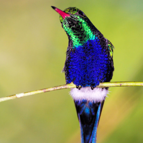 Violet Bellied Hummingbird