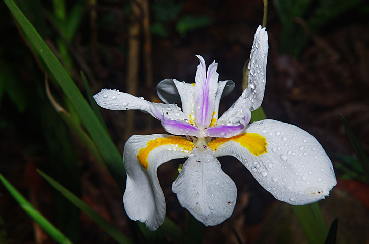 Walking Iris, Apostle Plant Neomarica gracilis