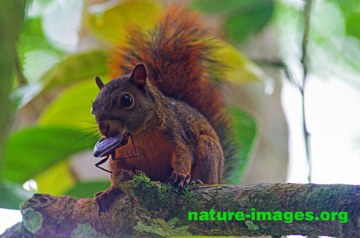 Red-tailed squirrel eating insect