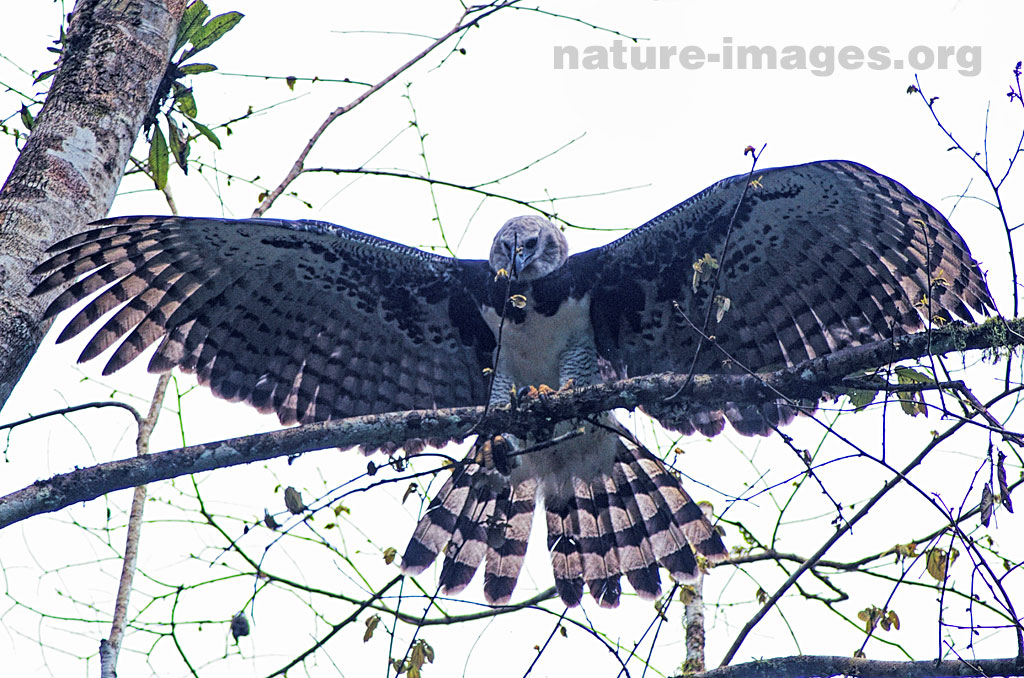 Harpy Eagle Open Wings