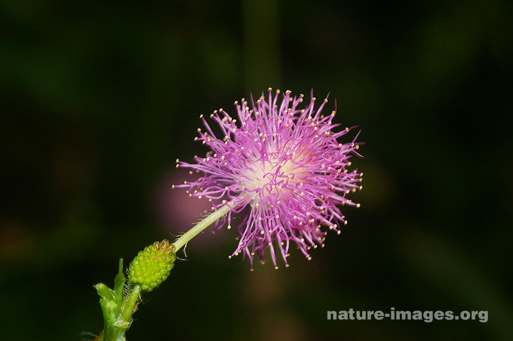 Mimosa Pudica Flower