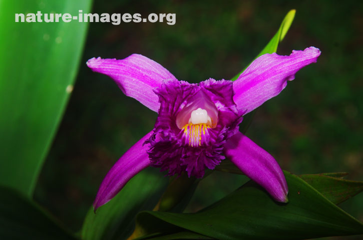 Sobralia Orchid