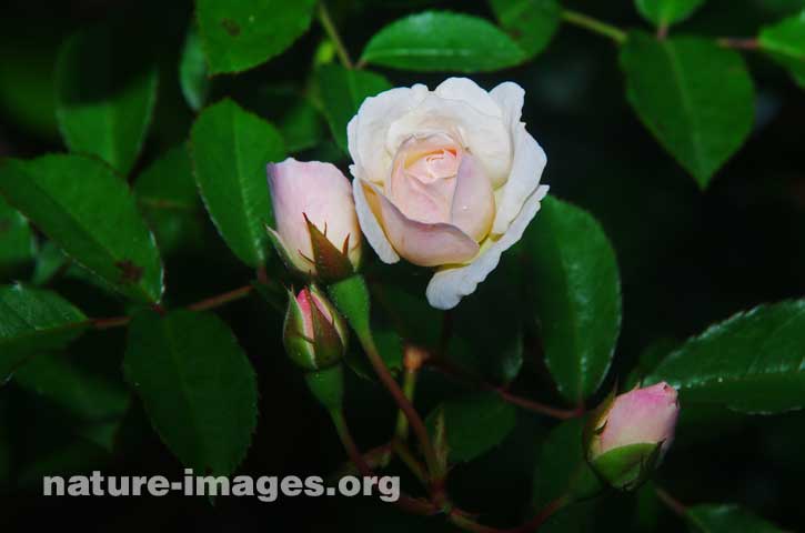 White Rose with pink shadow