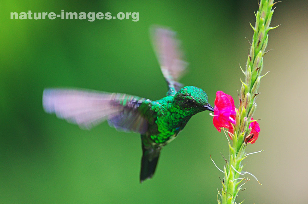 Hummingbird approaching Pink Verbena Flower